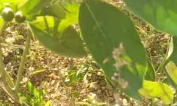 Imagem 3: Chácara Saída Bocaiúva/Energia solar of greed