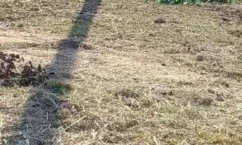 Imagem 4: Chácara para venda