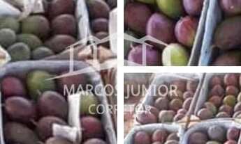 Imagem 4: FAZENDA DE ABACATE E MANGA A VENDA NO NORTE DE MINAS E APTA A PECUÁRIA