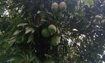 Imagem 5: Chácara na cidade de Tatui SP