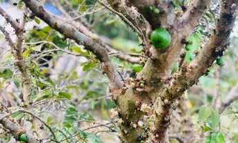 Imagem 6: Chácara para venda tem 80 metros quadrados com 3 quartos, fica na Cidade de salto,com escr