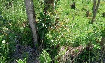 Imagem 4: 20min Shopping S.José/50min Curitiba/Chácara/20.000m²/ R$185mil