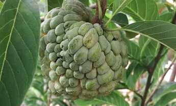 Imagem 2: Sítio maravilhoso em Cantagalo R.O