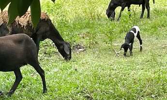 Imagem 3: Fazenda na BR174 Km 22, 2km no Ramal Bandeirantes. 330.000 m2 com ótima Benfeitorias e Doc