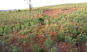 Imagem 7: Chácara em Ótima Localização