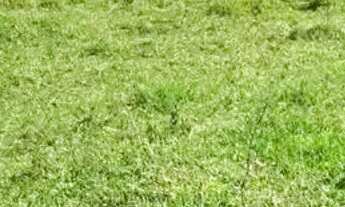 Imagem 2: Imóvel para venda tem 20000 metros quadrados em Registro - Taubaté - SP