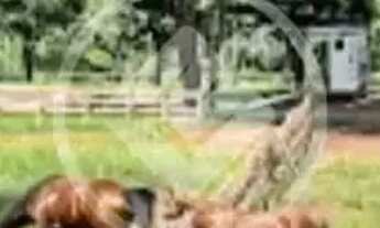 Imagem 3: TERRENO 2030 m² no Aldeia do Vale codigo: 122129