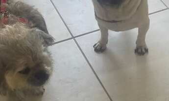 Imagem: Vendo os 2 um de raça