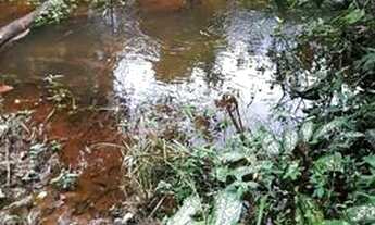 Imagem 4: Roça de cacau 10 hectares