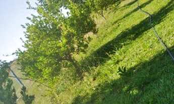 Imagem 7: Sitio em cajuru 1 alqueire e meio 1.150.000.00