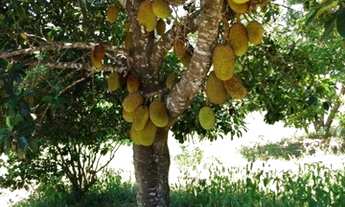 Imagem 2: Terreno 9 ha com casa e um espaço gourmet externo, Jaboticatubas(Temos varias opções)