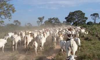 Imagem 5: FAZENDA EM JOÃO PINHEIRO 1.420 HECTARES 14.200.000.00 ( ALI