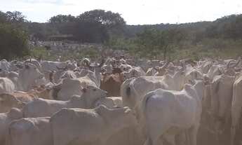 Imagem 7: FAZENDA EM JOÃO PINHEIRO 1.420 HECTARES 14.200.000.00 ( ALI