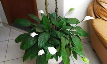 Imagem 3: Quarto para alugar