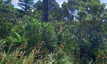 Imagem 7: 20min Shopping S.José/50min Curitiba/Chácara/20.000m²/ R$185mil