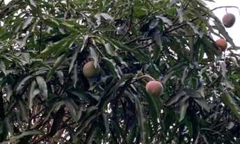 Imagem 3: Chácara para venda tem 80 metros quadrados com 3 quartos, fica na Cidade de salto,com escr