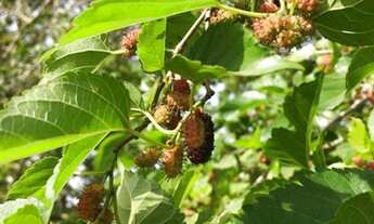 Imagem 4: Chácara para venda tem 80 metros quadrados com 3 quartos, fica na Cidade de salto,com escr