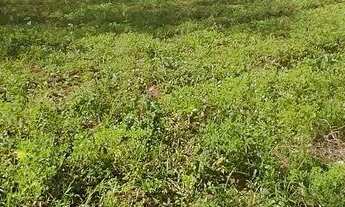 Imagem 2: Terreno em São Miguel de Taipu