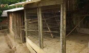 Imagem 3: Sítio maravilhoso em Cantagalo R.O