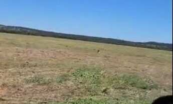 Imagem 2: Fazenda 74 Alqueires Região De Palestina /GO