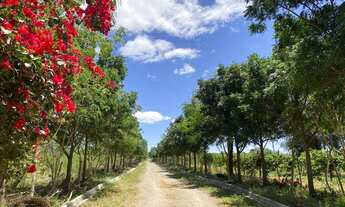 Imagem 2: Sítio a venda em Euclides da Cunha/BA