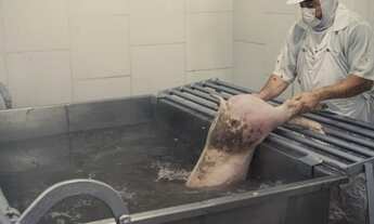 Imagem 4: Abatedouro - Frigorifico de Suínos