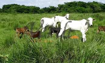 Imagem 7: Fazenda - Centro - São Romão