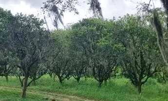 Imagem 4: Velleda oferece Magnífico sítio 10 hectares a 600 metros do asfalto em Morro Grande