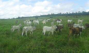Imagem: R$70 milhões Fazenda 850 alqueires no Pará