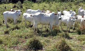 Imagem 4: FAZENDA EM JOÃO PINHEIRO 1.420 HECTARES 14.200.000.00 ( ALI