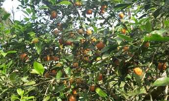 Imagem: 3997 metros quadrados apenas 147 mil reais