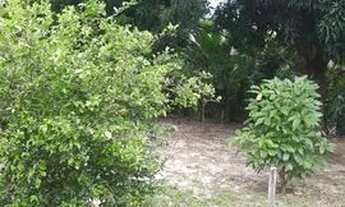 Imagem 4: Casa tipo Sítio - Vila Vitória