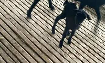 Imagem 2: Fazenda na BR174 Km 22, 2km no Ramal Bandeirantes. 330.000 m2 com ótima Benfeitorias e Doc