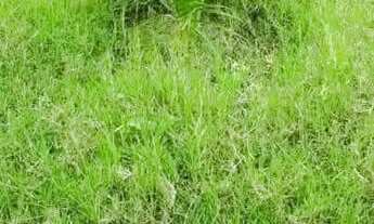 Imagem 3: Vendo ou troco por kitnet Alugo terreno todo murado medindo 1.440 M2