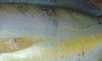 Imagem 7: Vendo lote no rio paranã