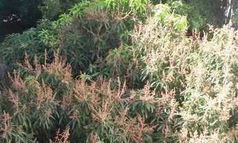 Imagem 4: Casa em Rua dos Caetés - Perdizes - São Paulo/SP