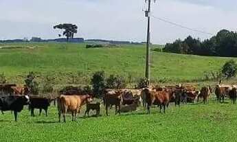 Imagem 7: Lapa, 50 alqueires, à 28 km da cidade, 121 hectares, plantando 17 alqueires, CAR, mapa top