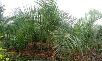 Imagem 3: Chácara de 5 Alqueires Apenas 140.000,00, Próximo a Goianésia