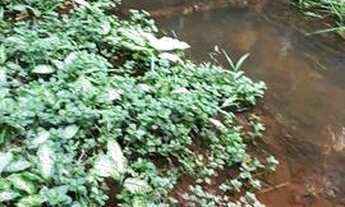 Imagem 2: Roça de cacau 10 hectares