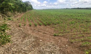Imagem 6: 160 alqueires,Ocasião,lavoura,pecuária,Beira BR,Próximo Mutum,Diamantino-MT
