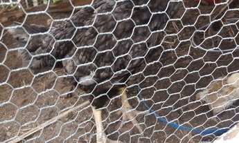 Imagem 7: Ótima Chácara 2.900m2 com muita água, terra de cultura e boa localização em Piracema/MG