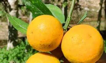 Imagem 7: LINDO SÍTIO COM 1 ALQUEIRE EM MARECHAL FLORIANO ES