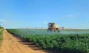 Imagem: Fazenda 74 Alqueires Região De Palestina