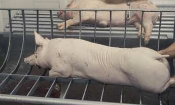 Imagem 3: Abatedouro - Frigorifico de Suínos