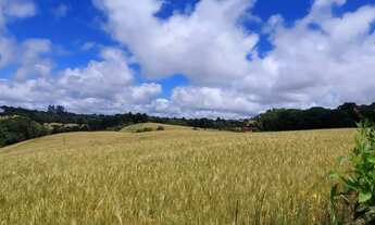 Imagem 2: Balsa Nova, 89 há, ou 36,77 alqueires, Plantando 23 alqueires, Próximo Estrada Balsa Nova