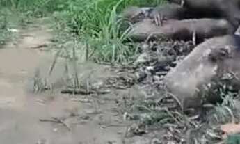 Imagem: Chácara a 14 km do coronel Borges Cachoeiro