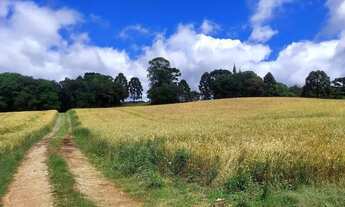 Imagem 5: Balsa Nova, 89 há, ou 36,77 alqueires, Plantando 23 alqueires, Próximo Estrada Balsa Nova