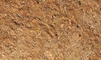 Imagem 5: Fazenda de 35 alqueires