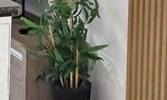 Imagem: Casa Térrea - Villa Branca - 3 Quartos