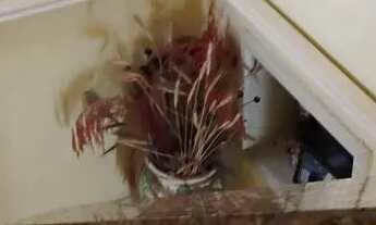 Imagem 2: Alugo fixo em iguaba grande